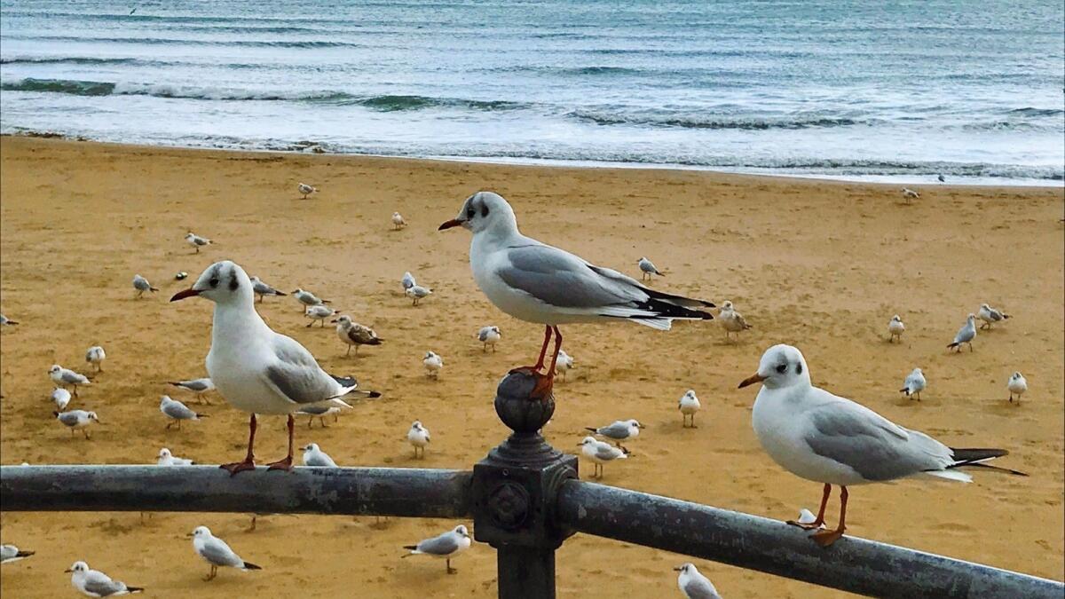 I gabbiani, custodi delle spiagge di Crotone - 