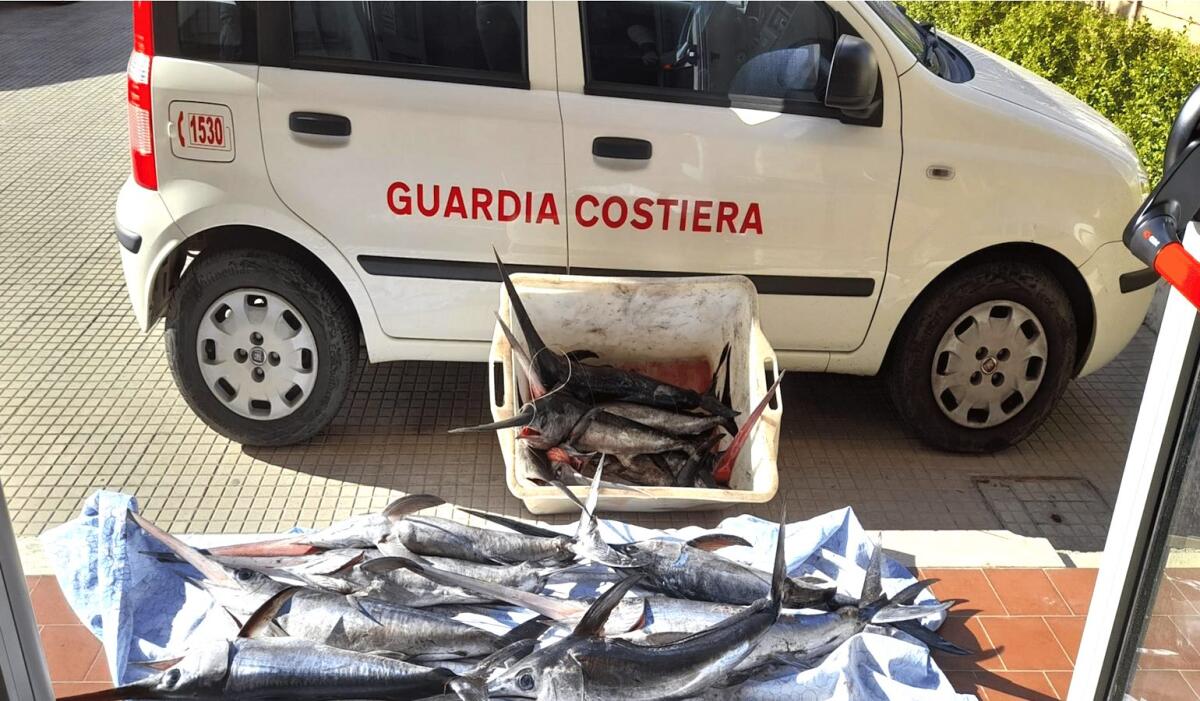 Sequestrati 16 esemplari di pesce spada novello - 
