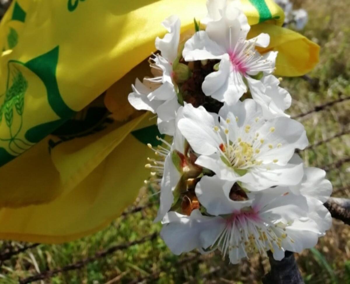 Mimose e Mandorli in fiore: al Sud segnali di Primavera anticipata - 