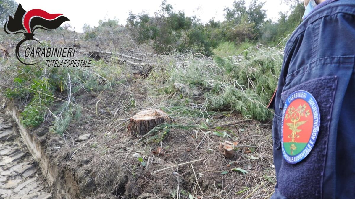 Area boscata distrutta nell'alto crotonese, intervengono i Carabinieri della Forestale - 