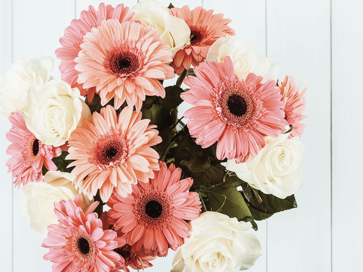 Colorata ed elegante, la gerbera è simbolo della bellezza giovanile - 