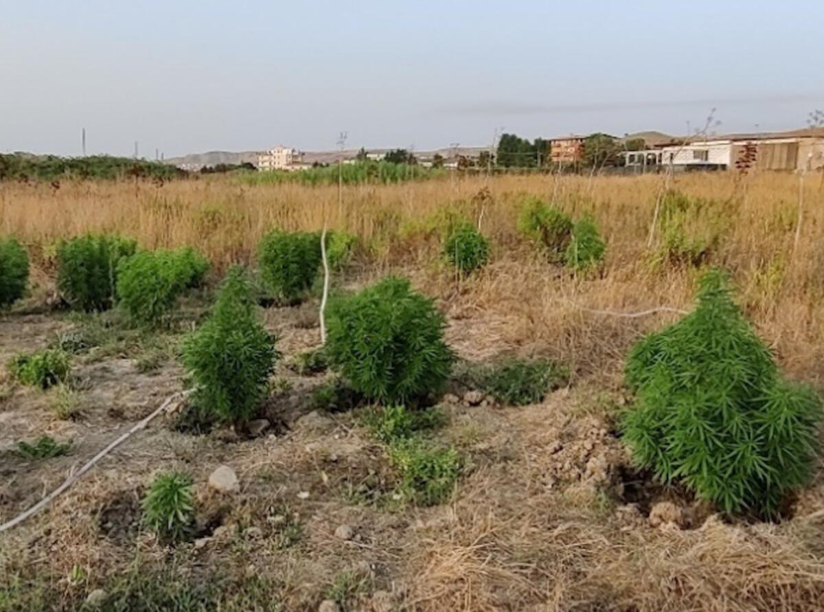 Crotone, dediti alla coltivazione di marijuana: misura cautelare per sei persone - 
