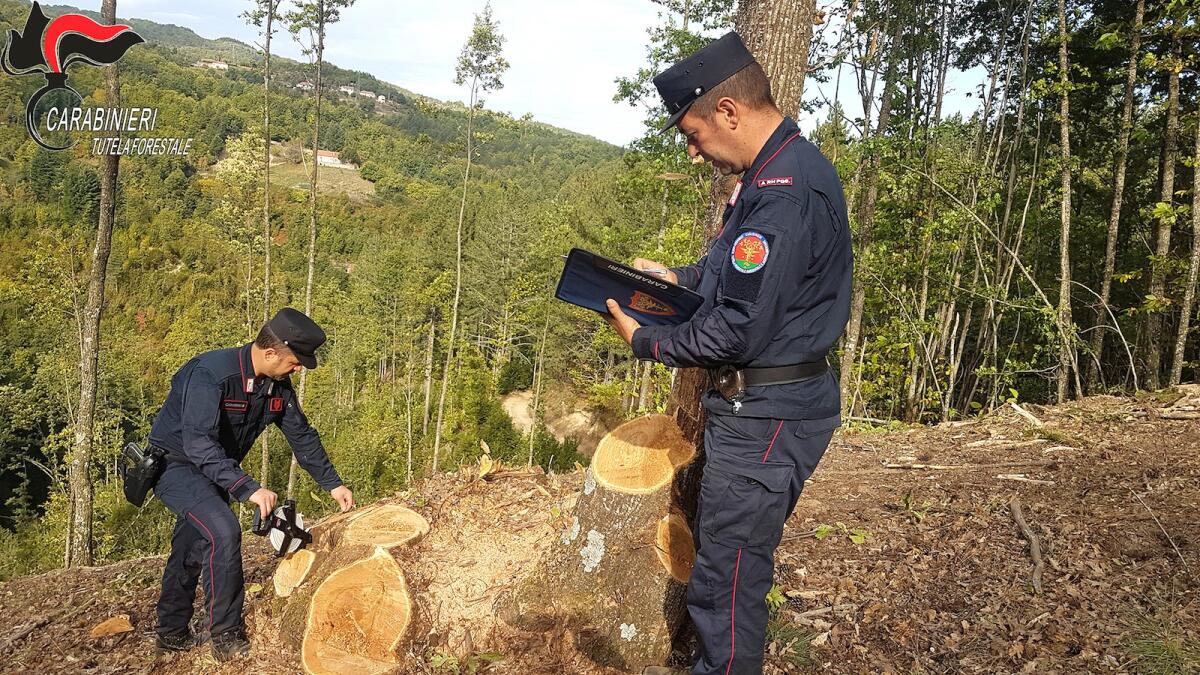 Attività delle Forestali in Calabria: il bilancio dell'anno passato tra incendi e inquinamento - 