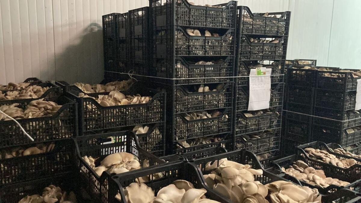 Energia: dal blocco dei tir si profilano scaffali vuoti e cibo buttato - 