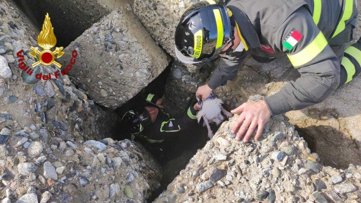 Crotone, cagnolino cade nel porto: salvato tra le scogliere - 