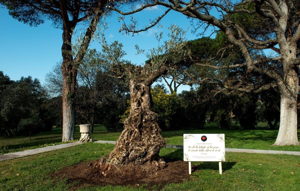 Dalla Calabria un albero d’ulivo secolare in dono al Presidente Mattarella - 