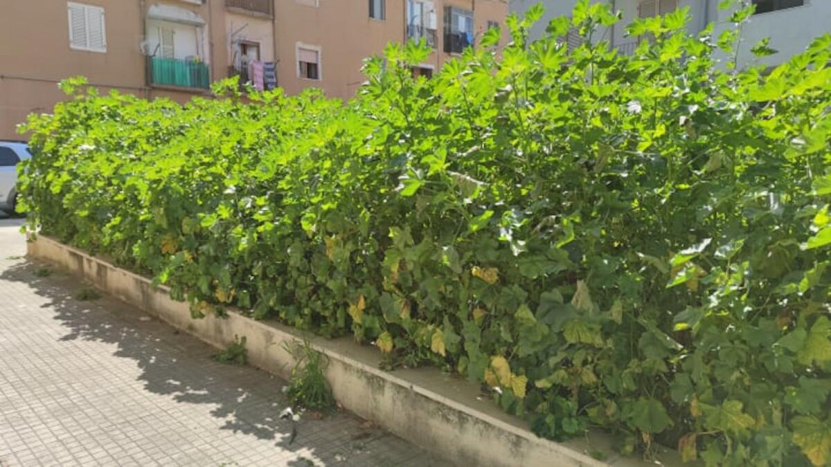 (Video) Crotone, nasce una jungla in via San Francesco? - 
