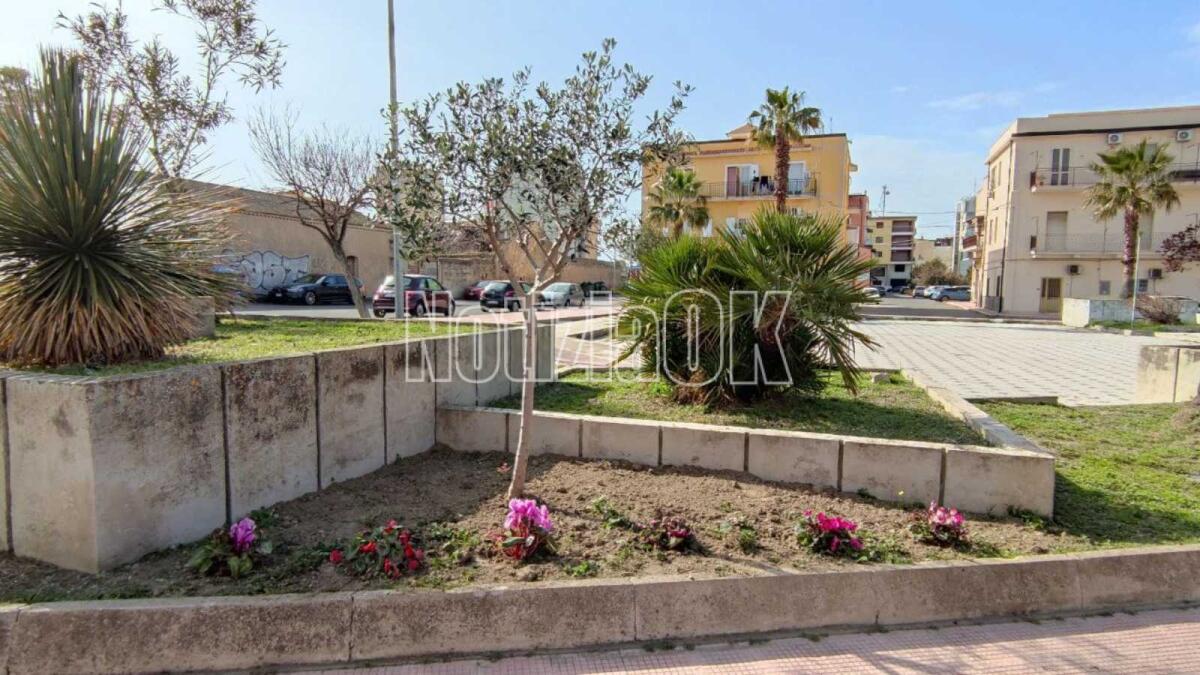 Crotone, Piazza Martiri delle Foibe: l'associazione "Piantiamola" dona un ulivo e dei ciclamini - 