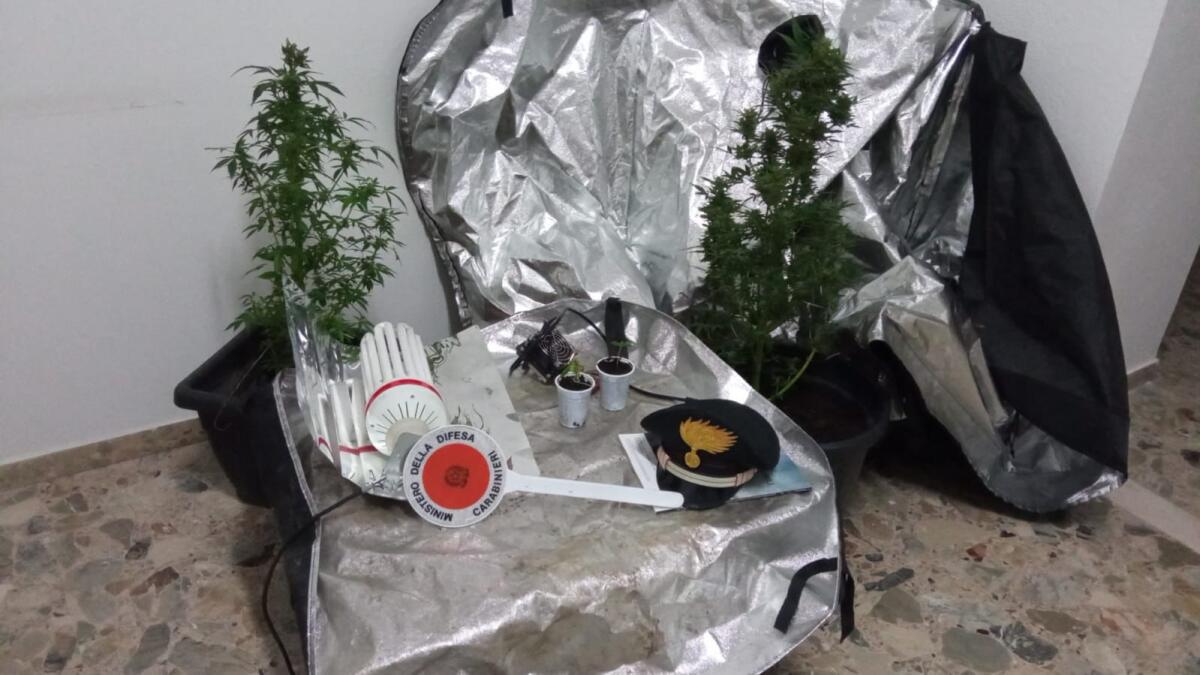 Detengono e producono sostanze stupefacenti: denunciati due giovani - 