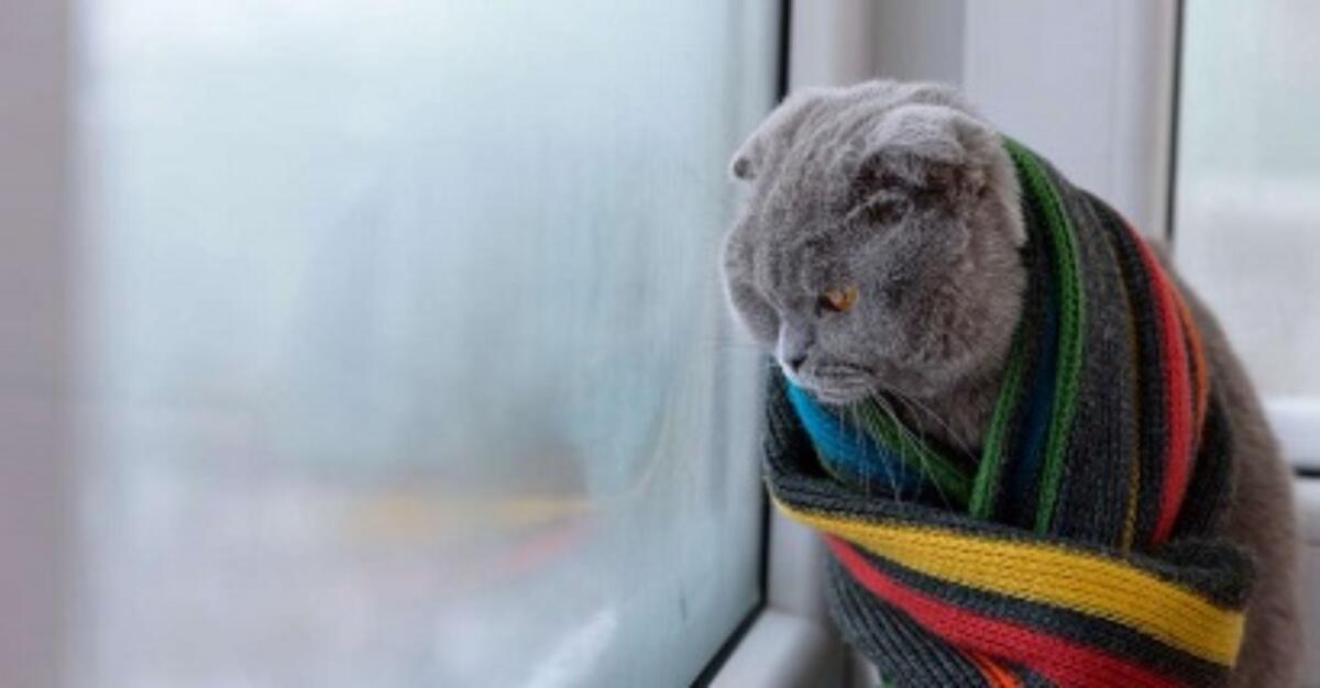 Amici animali: come proteggere il proprio gatto dal freddo - 