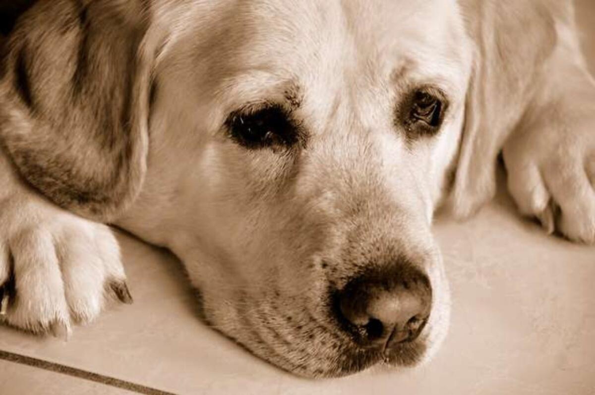 Guerra in Ucraina, lo sguardo dei cani "perso" tra le macerie - 