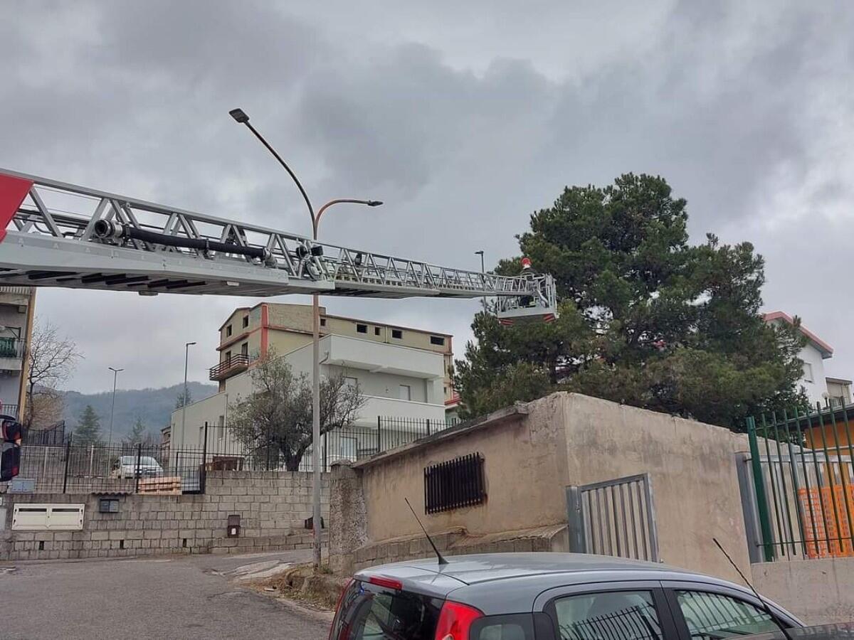 Cotronei, nidi di processionarie e calabroni: intervento dei Vigili del Fuoco - 
