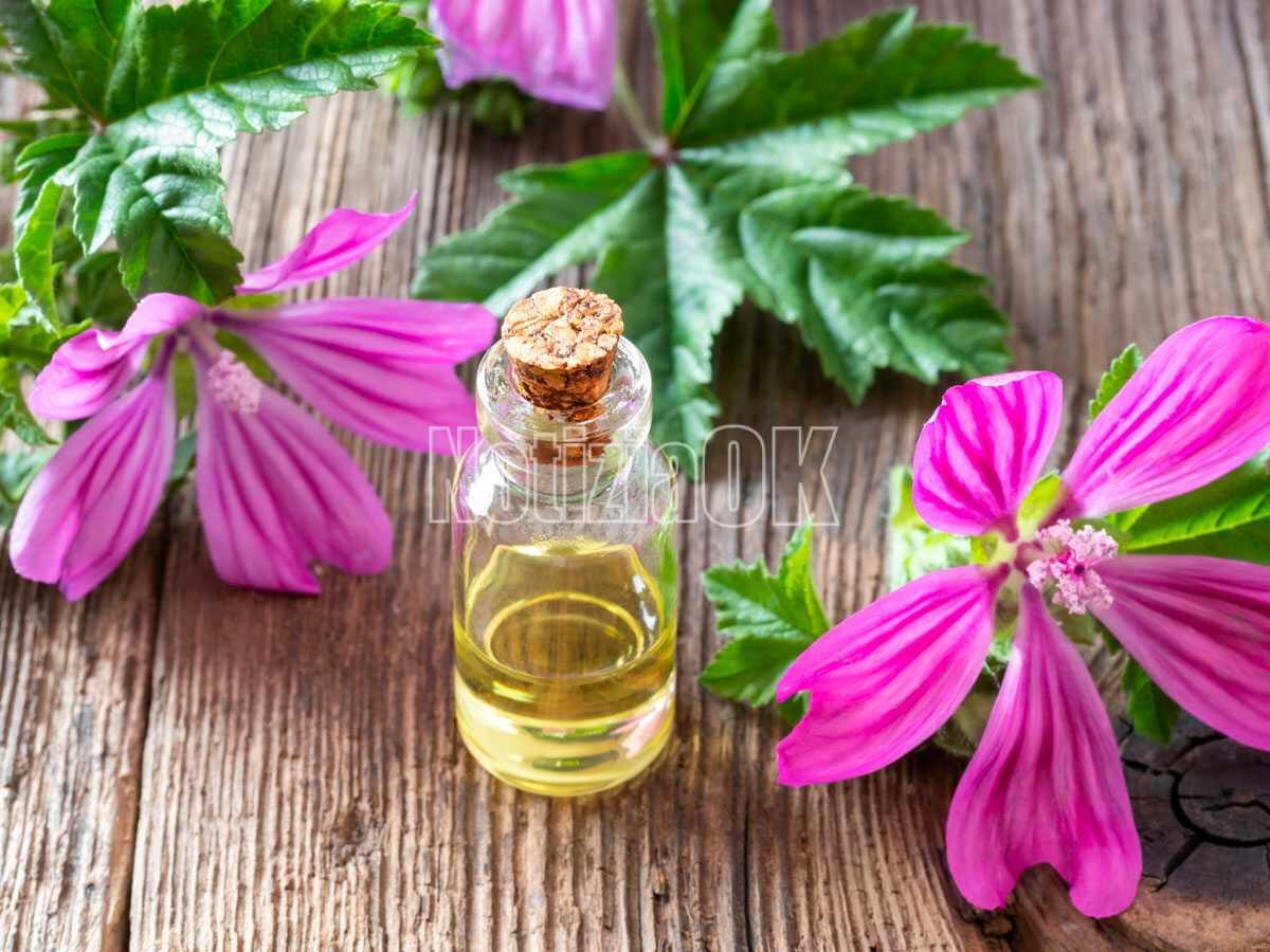 Lifestyle / Benessere e infusi, la malva da usare contro la cistite - 