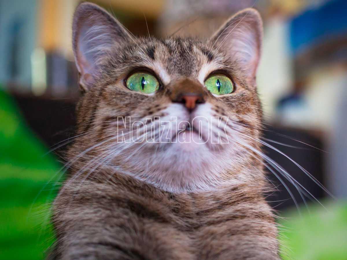 Covid-19 e animali, il ruolo di Cani e Gatti nella pandemia - 