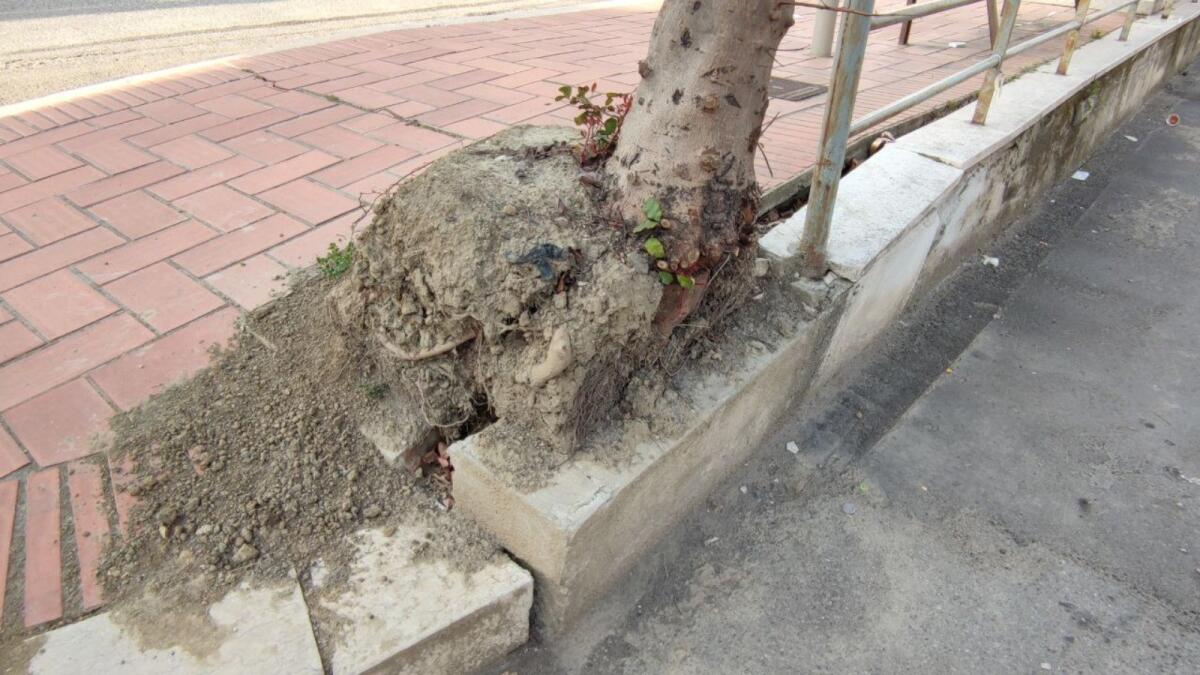 (Video) Crotone, radici degli alberi "proliferanti" lungo via Mario Nicoletta - 