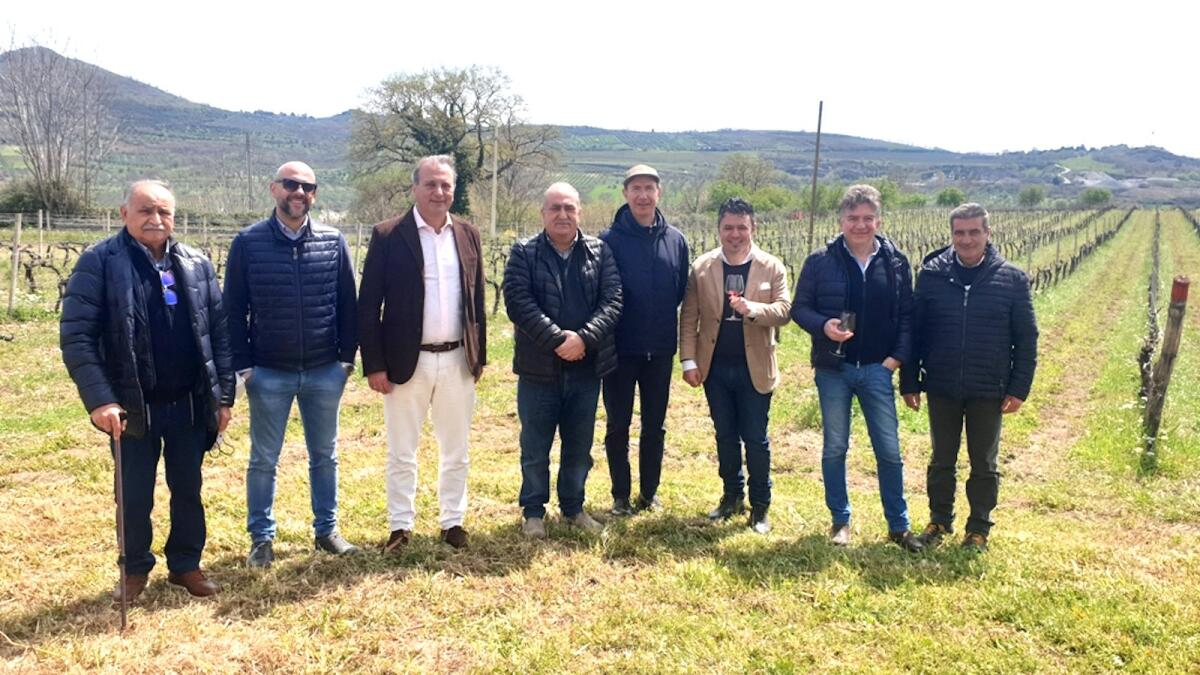 Nascono e si producono sul Pollino e in Sila i grandi vini di Magna Graecia - 