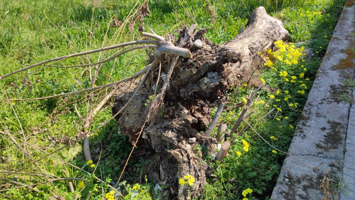 Crotone, albero a "riposo": fare silenzio - 