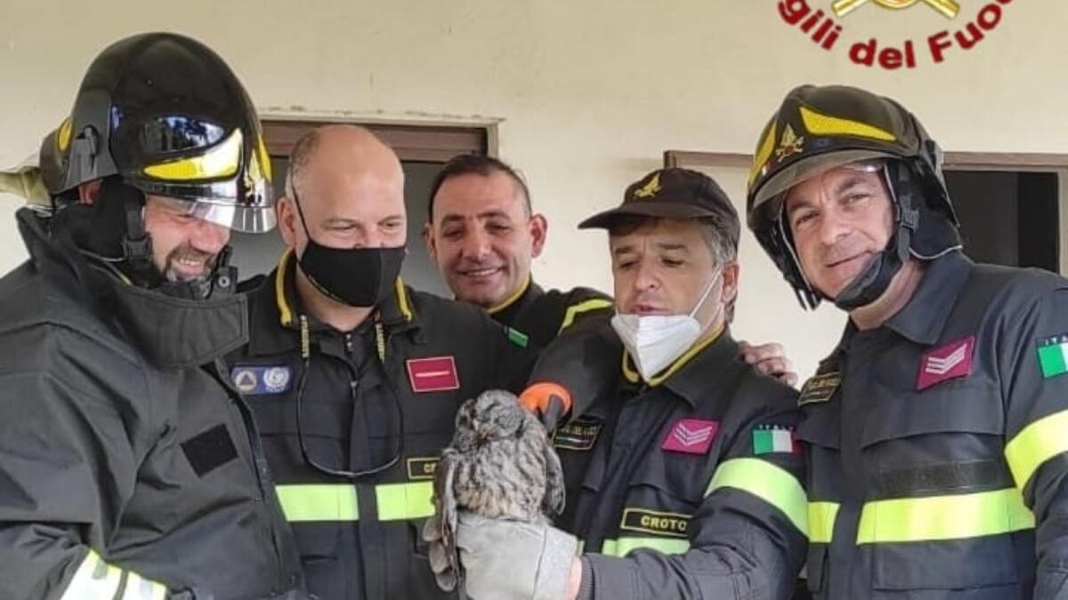 Gufo finito in una canna fumaria, salvato dai Vigili del Fuoco -