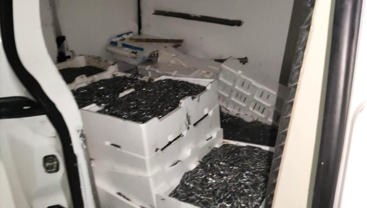Pesca di frodo: Guardia Costiera sequestra 150 chili di "Bianchetto" - 