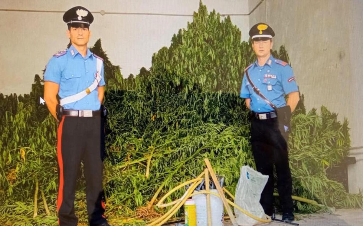 Vengono osservati dalle telecamere: divieti di dimora per tre persone che coltivavano marijuana - 