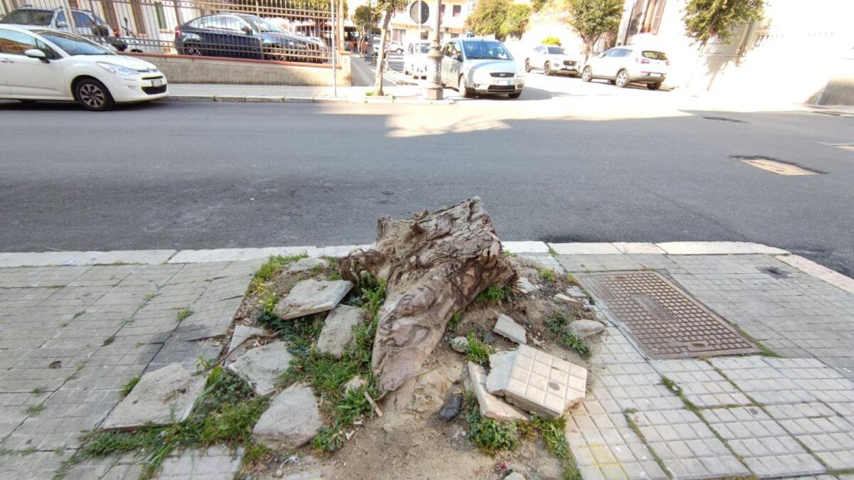 Crotone, albero in via Reggio? Tu dimmi quando, quando.. - 