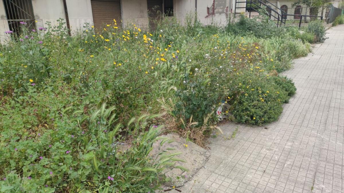 Crotone, in via Luigi Pirandello la "selva oscura" di Dante? - 