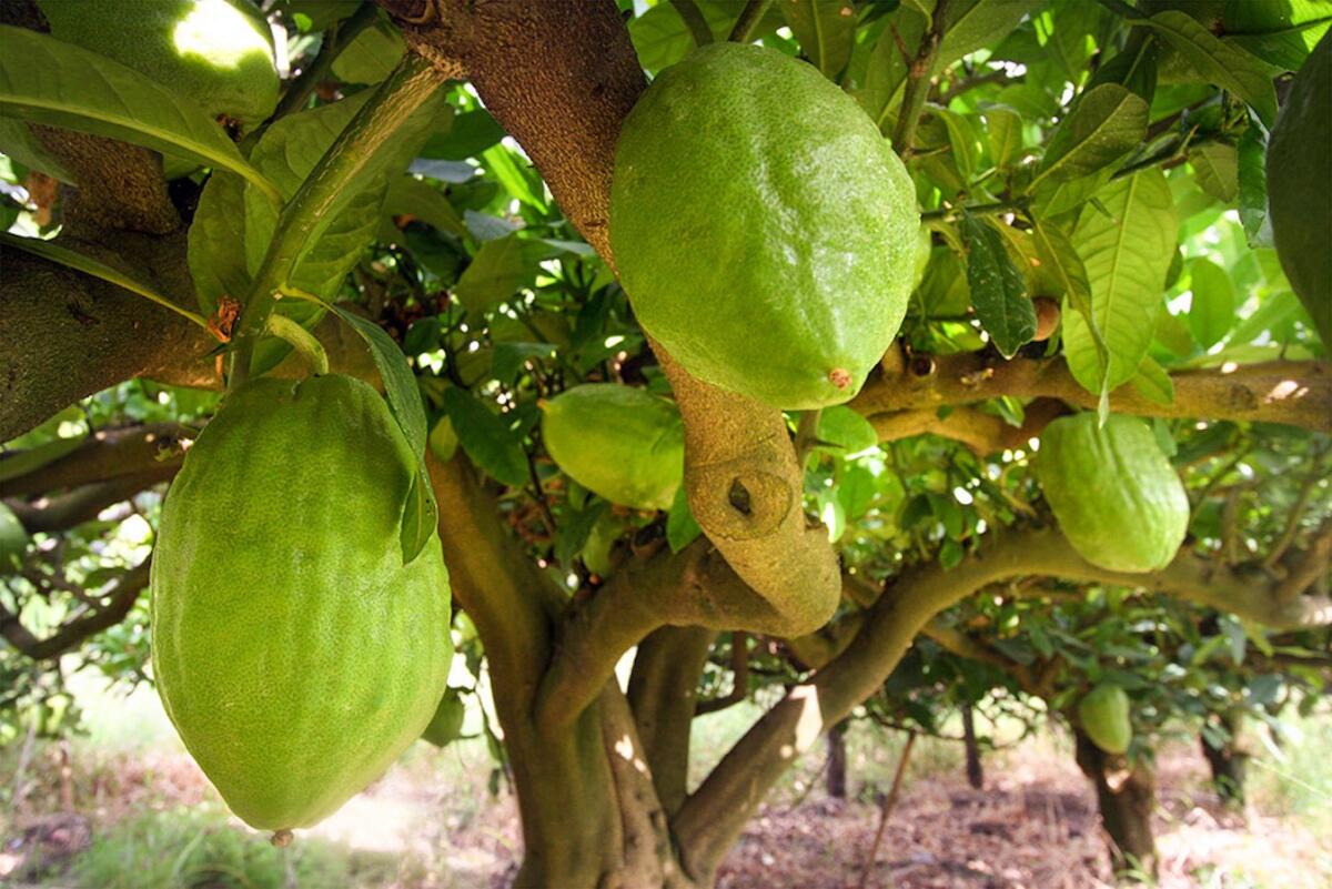 Regione Calabria: riconoscimento della Dop “Cedro di Santa Maria del Cedro” - 