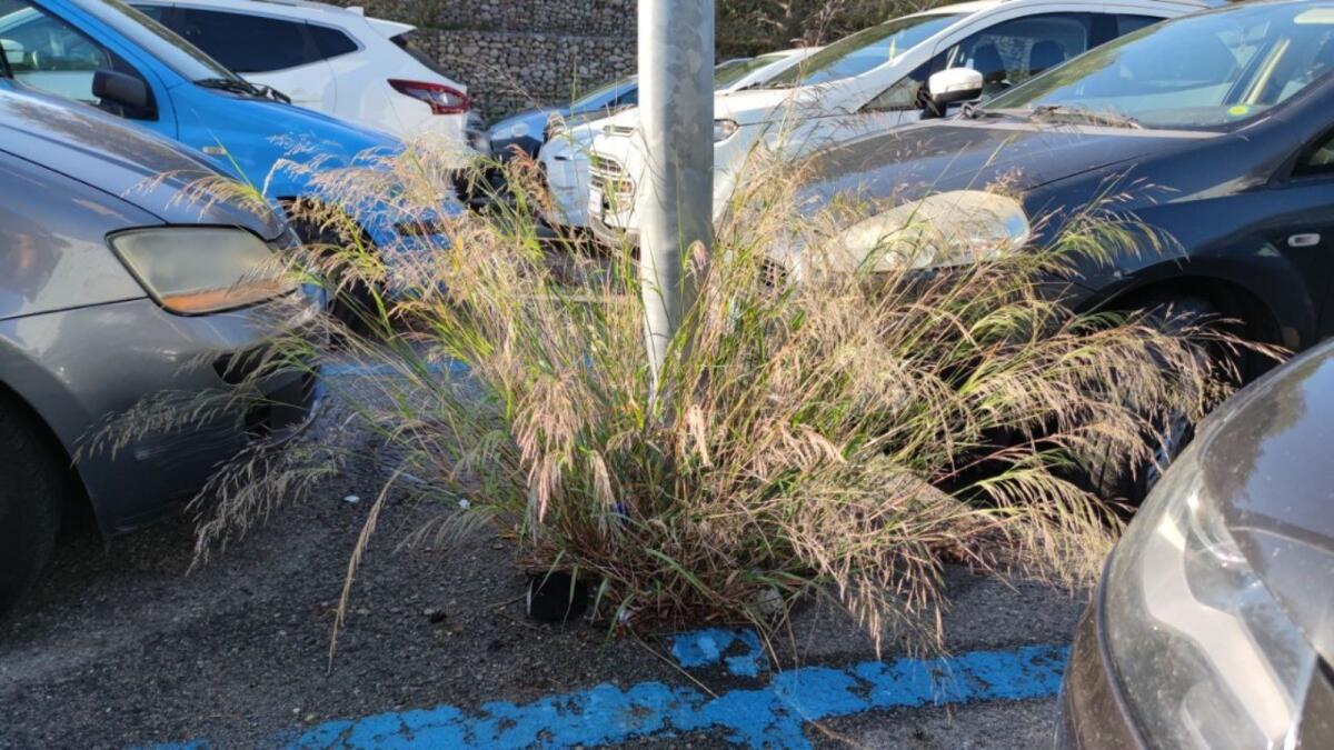 Crotone, parcheggi "in fiore" a due passi dall'Ospedale - 