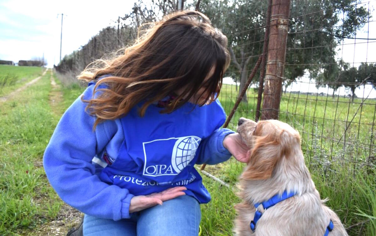 Crescono le adozioni e i soccorsi di animali, il bilancio annuale dell'Oipa - 