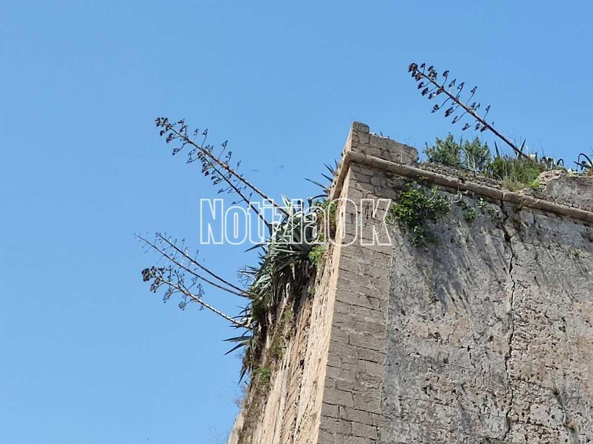 Crotone, finocchi di timpa in mostra al Castello Carlo V - 