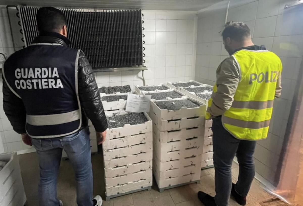 Pesca di frodo, sequestrate mezza tonnellata di "bianchetto" - 