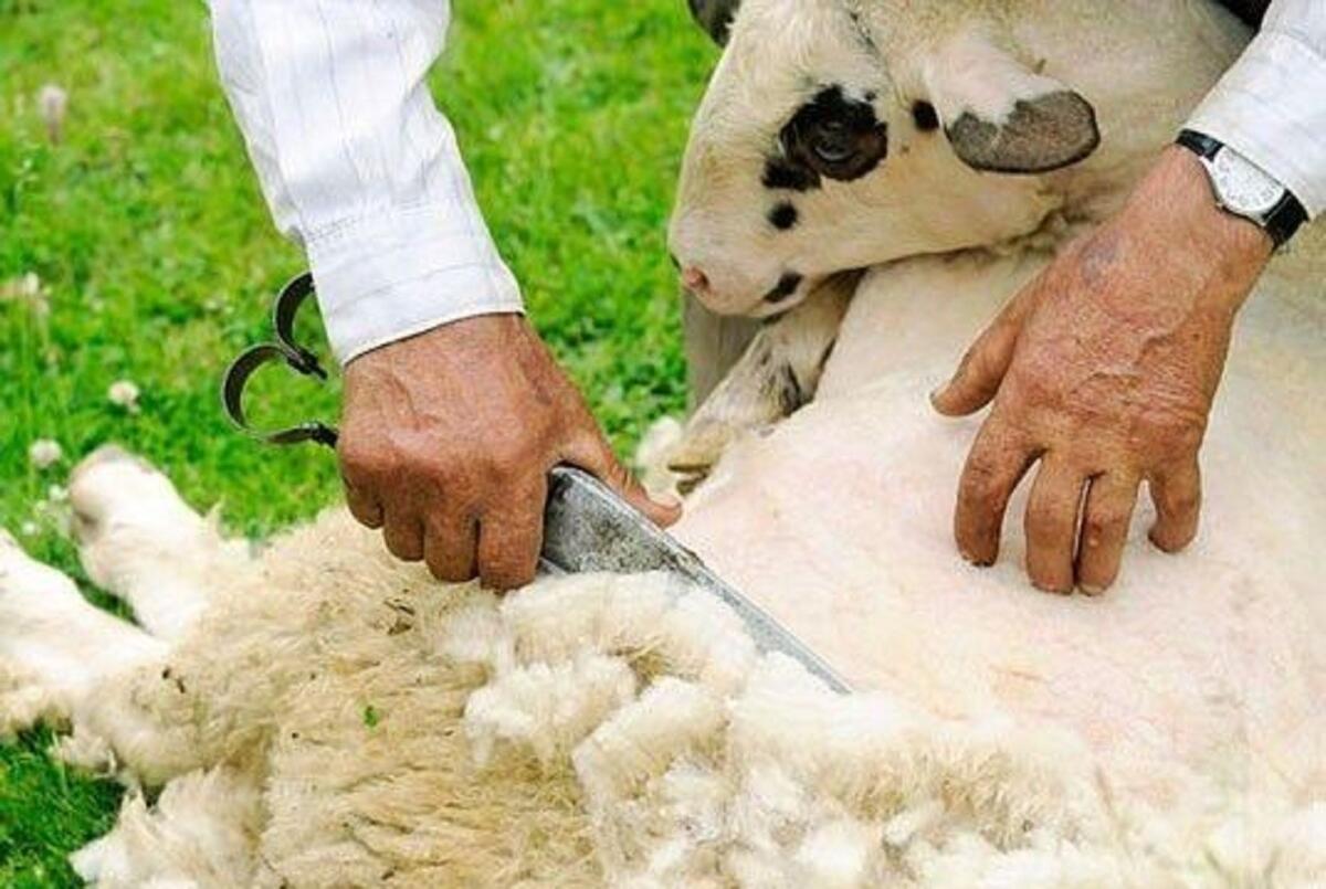 Il rito antico della tosatura nella festa a Torre Melissa (KR) - 