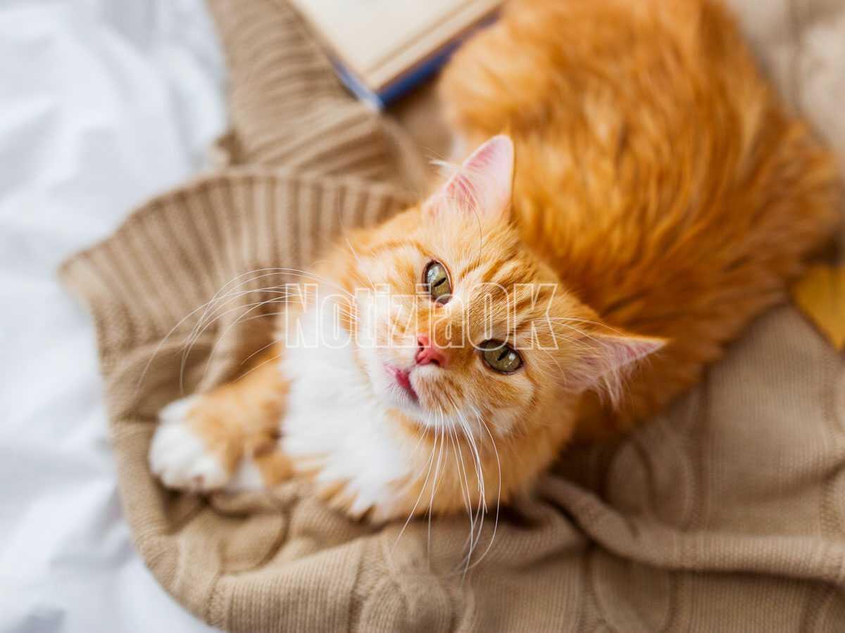 Arriva il caldo, come aiutare cani e gatti? - 
