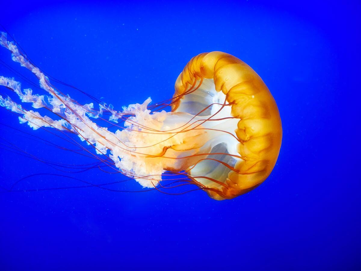Meduse nel nostro mare: quali sono e cosa fare in caso di puntura - 