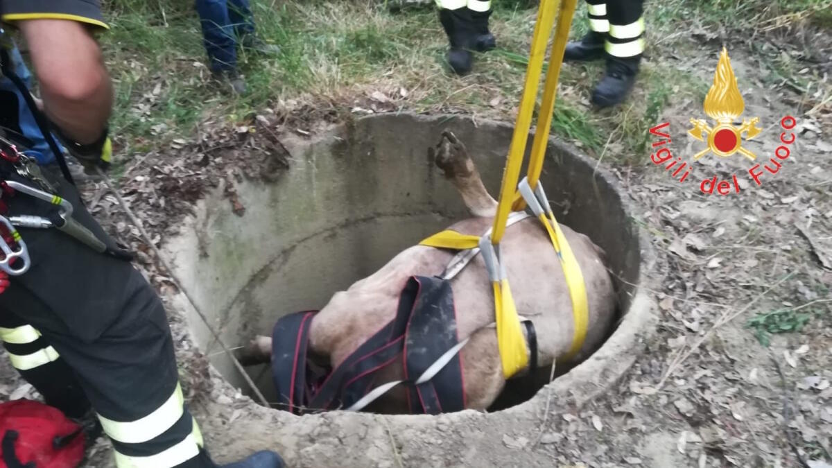 Vitello cade in un pozzo, salvato dai Vigili del Fuoco - 