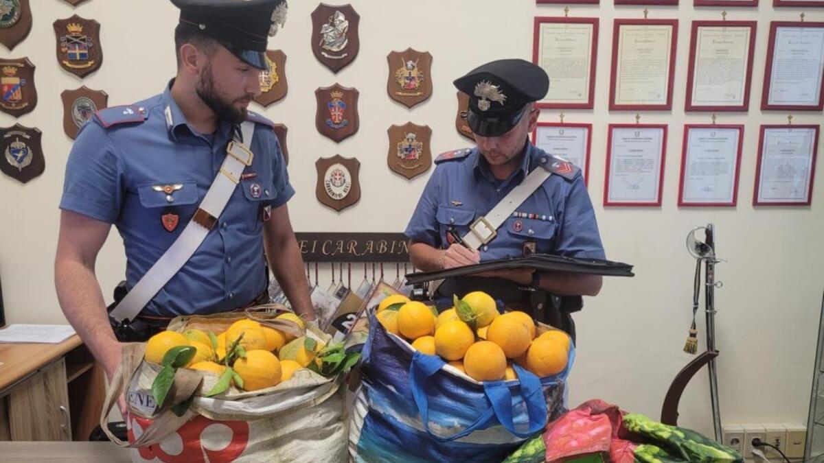 Cronaca - Reati contro il patrimonio: arrestati in due per  furto aggravato - 