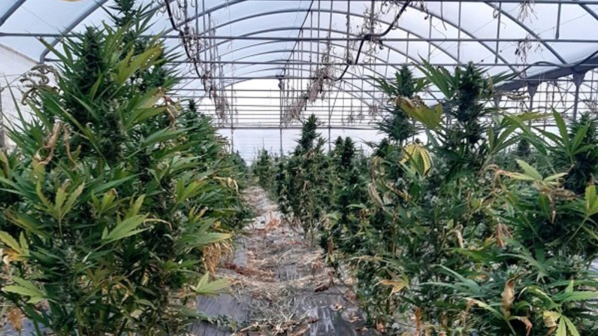 Isola di Capo Rizzuto (KR) - Piantagione di marijuana individuata dalla Polizia di Stato: tre arresti - 