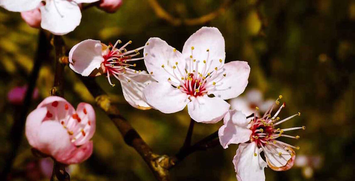 La Calabria investe sulla frutta a guscio, bando per nuovi impianti e reimpianti arborei - 