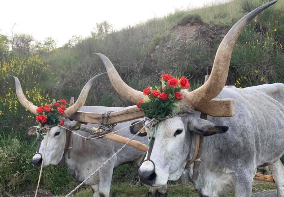 Il rito antico di Calabria delle "ntinne" legato a Sant'Antonio candidato a Patrimonio Unesco - 