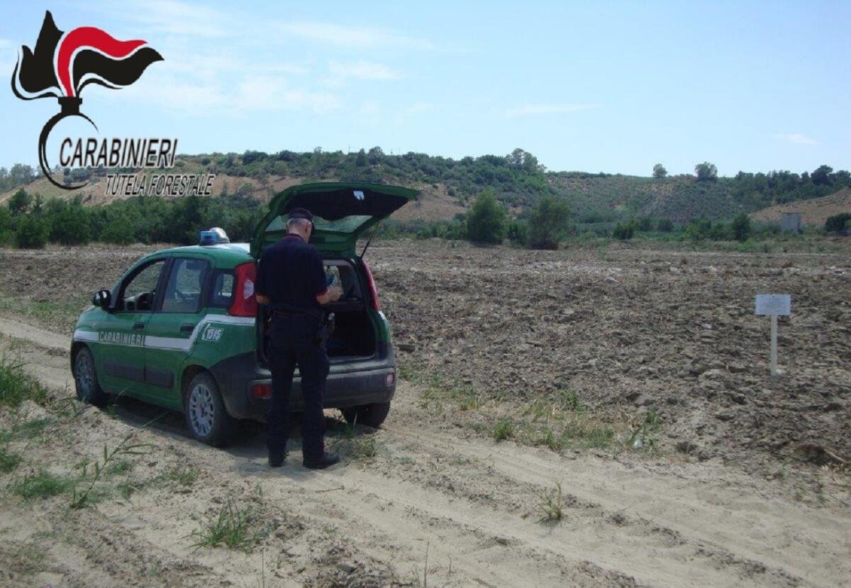 Trasformazione agricola di terreni boscati nel marchesato crotonese: intervento della Forestale - 