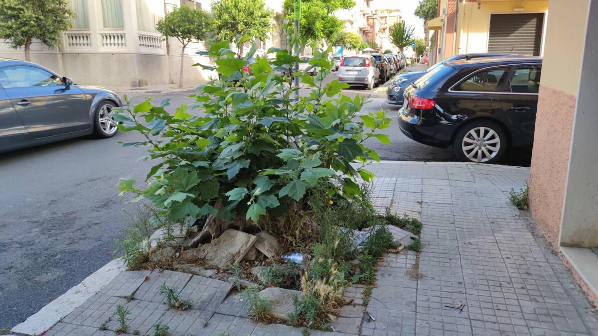 Crotone, in via Reggio un albero sempre verde - 