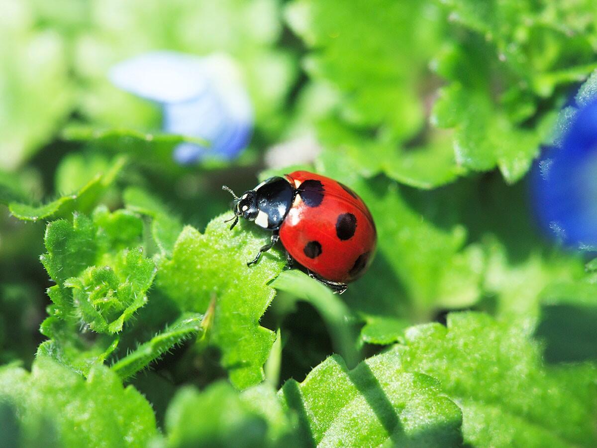Ambiente: la coccinella batte l'insetticida - 