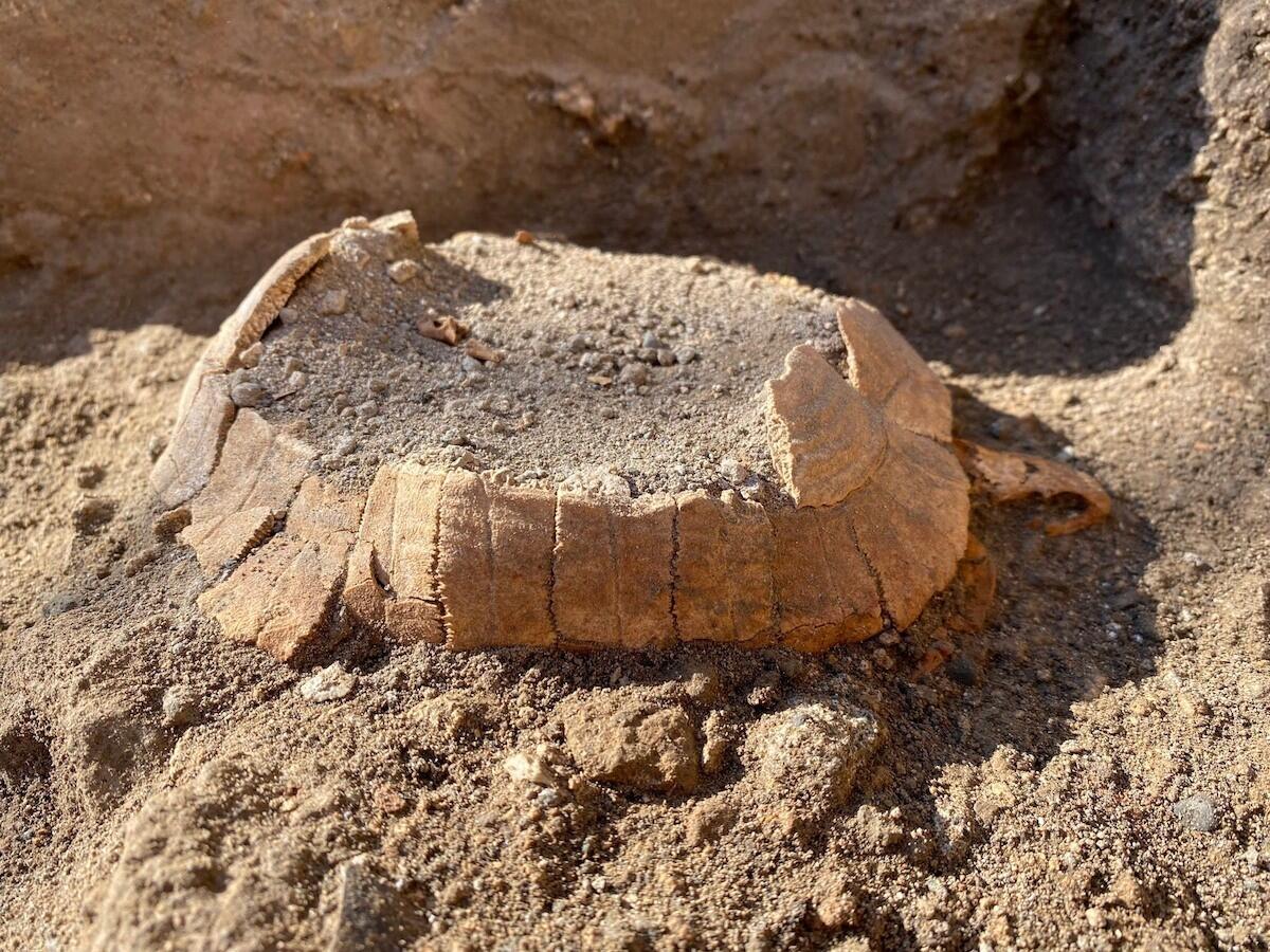 (Foto) Pompei, ritrovamento spettacolare: i resti di una tartaruga di 2.000 anni - 