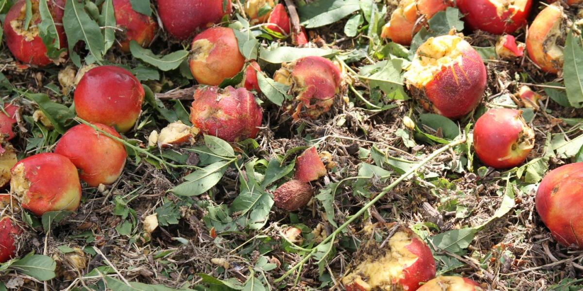 Maltempo: dal caldo alla grandine 14 miliardi di danni - 