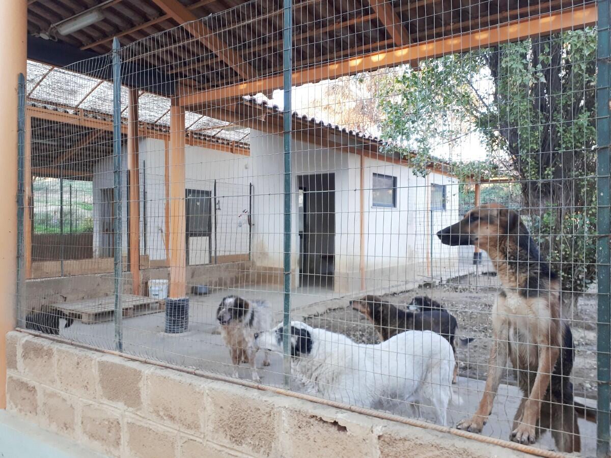 Crotone, ampliamento del canile di Martorana ai comuni della provincia - 