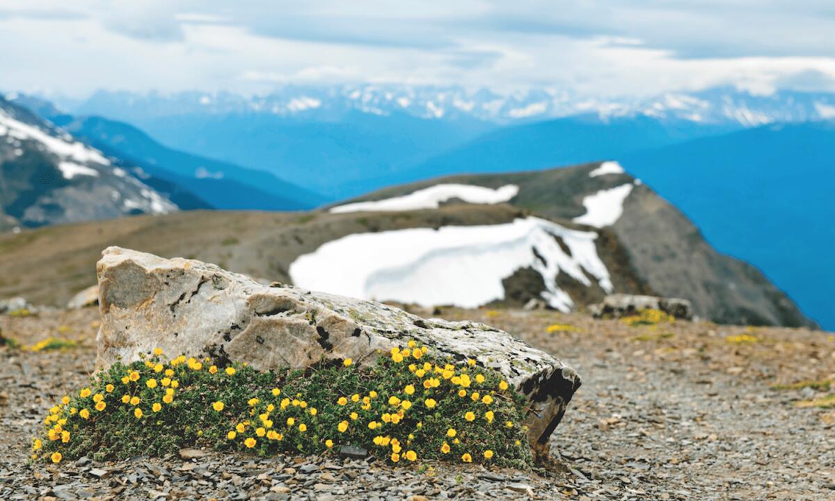 Linguaggio dei fiori, la potentilla simbolo della tenacia - 