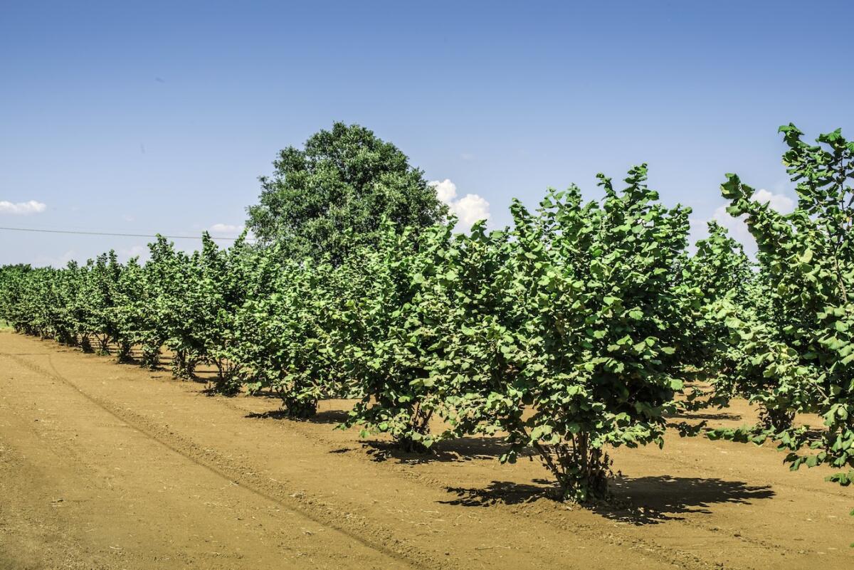Linguaggio dei fiori, il nocciolo emblema del sapere - Hazel tree plantation. Summer time