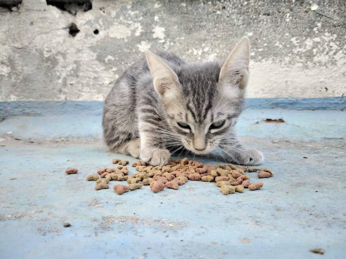 A...mici di Crotone cercano casa, l'appello di due turisti per la piccola gattina Lacinia - 