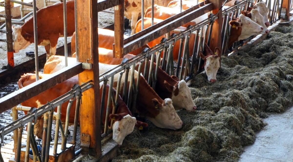 Caldo: senza pioggia è sos per l'alimentazione degli  animali - 