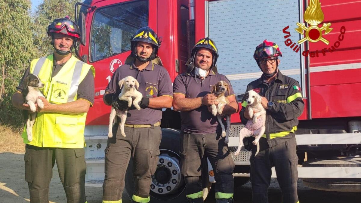 (VIDEO) Incendi in Calabria, eseguiti diversi interventi: salvi cuccioli di cane a Crotone - 
